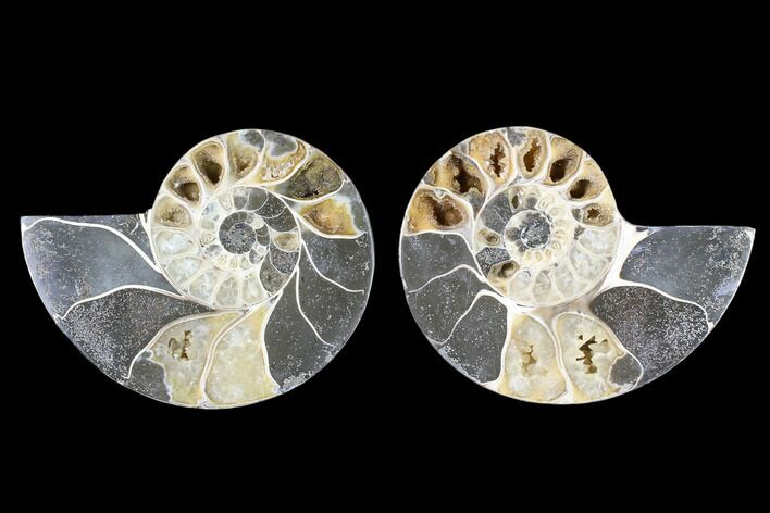 Cut & Polished Ammonite (Anapuzosia?) Pair - Madagascar #88013